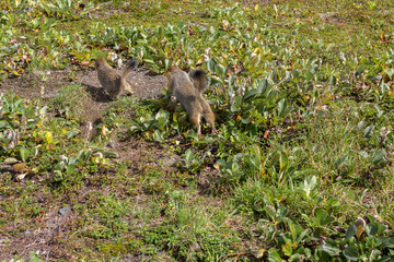 Arctic ground squirrel opponent banishes from its territory. Kamchatka.