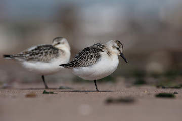 Sanderling, Calidris alba