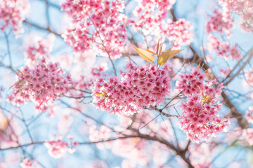 Sakura, Cherry blossoms with soft focus on the blue sky background, Pink flowers with soft focus on the blue sky background, Blurred background