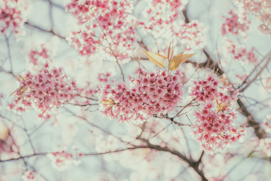Sakura, Cherry blossoms with soft focus on the blue sky background, Pink flowers with soft focus on the blue sky background, Blurred background