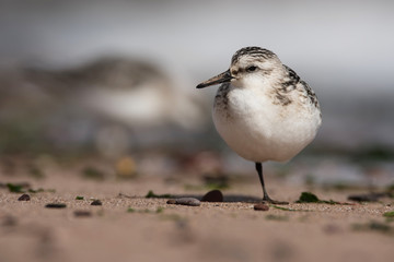 Sanderling, Calidris alba