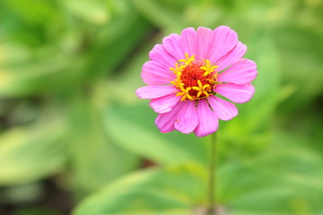 Beautiful pink tsiniya flower