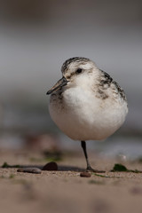 Sanderling, Calidris alba
