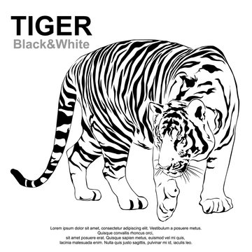 Tiger walking stride, tiger Black and White Victor.