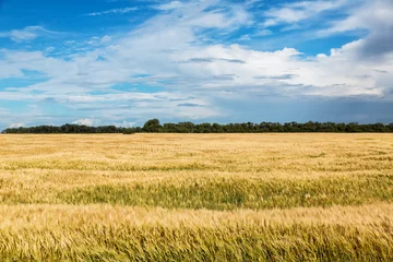 Foto auf Acrylglas Wheat field in North Dakota on a summer day.  © harmantasdc