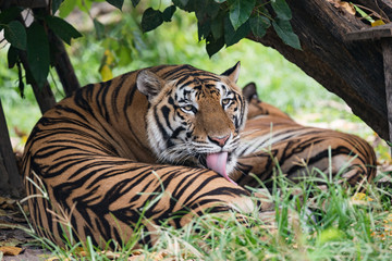 Bengal Tiger or Asian tiger in the zoo, Selective focus