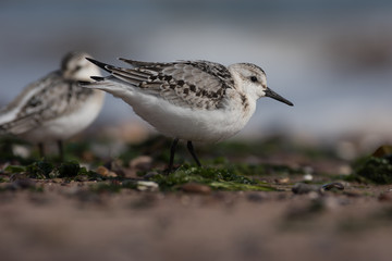 Sanderling, Calidris alba