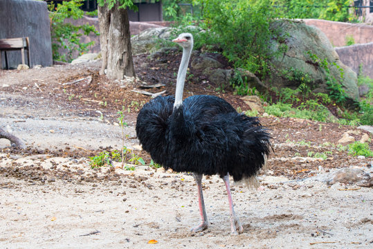 The Ostrich in Zoo.