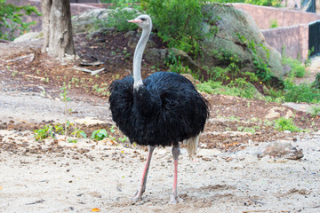 The Ostrich in Zoo.