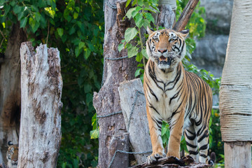 Bengal Tiger or Asian tiger in the zoo, Selective focus