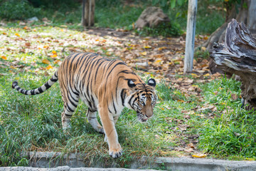 Bengal Tiger or Asian tiger in the zoo, Selective focus