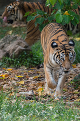 Bengal Tiger or Asian tiger in the zoo, Selective focus