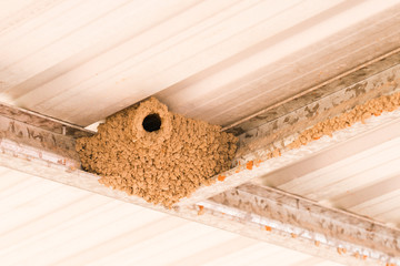White breasted Woodswallow mud nest built on carport