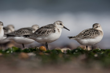 Sanderling, Calidris alba