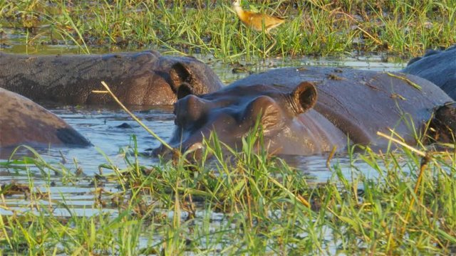 hippo in the water staring at the camera  chobe national park botswana