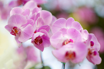 Naklejka na ściany i meble Sweet pink orchid in soft color and blur style for background