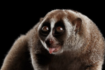 Obraz premium Close-up Lemur Slow Loris Isolated Black background