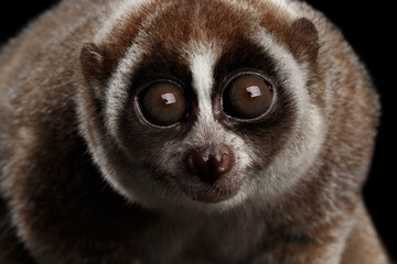 Fototapeta na wymiar Close-up Lemur Slow Loris Isolated Black background