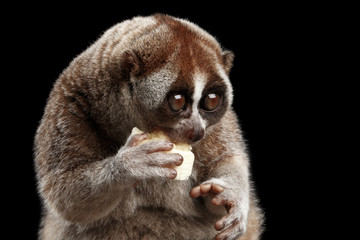Close-up Lemur Slow Loris Isolated Black background