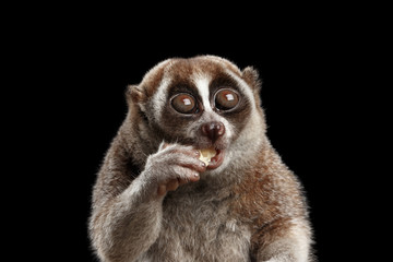 Fototapeta premium Close-up Lemur Slow Loris Isolated Black background