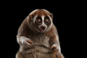 Obraz premium Close-up Lemur Slow Loris Isolated Black background