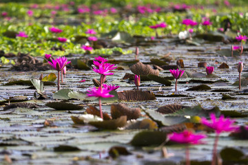 Lotus flowers or waterlily in the sunrise, Blurred background