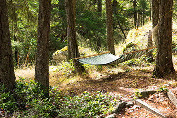 hammock in the green forest