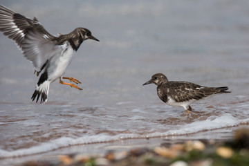Ruddy Turnstone, Turnstone , Arenaria interpres