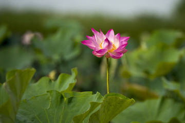 Lotus flowers or waterlily in the sunrise, Selective focus