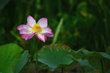 Lotus flowers or waterlily in the sunrise, Selective focus