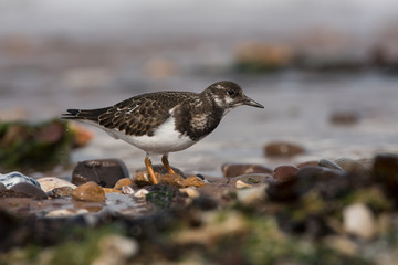 Ruddy Turnstone, Turnstone , Arenaria interpres