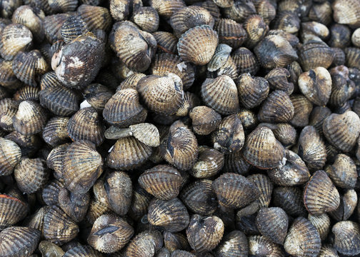 Background and texture of fresh cockle shell, Shell with black and white color ready for food