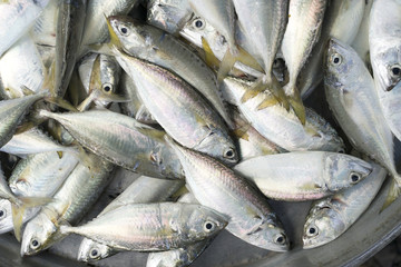 Fresh raw fishes for sale in a local market in Thailand