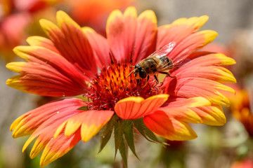 Biene auf einer Kokardenblume sammelt pollen