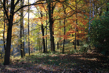color autumn forest