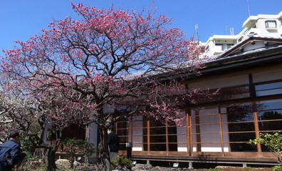 向島百花園
