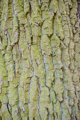 old wood tree bark texture with green moss