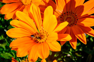 Busy Bee in the center of full boom Flower