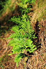 wall fern with edible roots