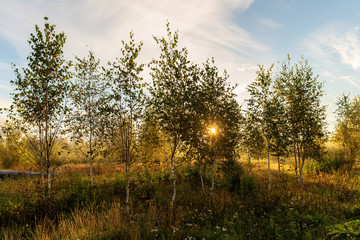 birch grove at dawn