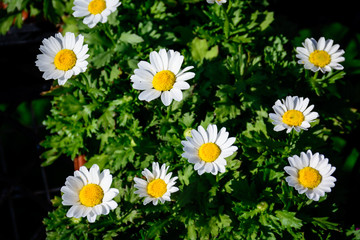 Obraz premium Colorful Flower in Full Boom
