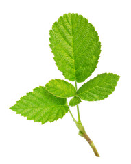 a twig with leaves raspberry isolated on white background