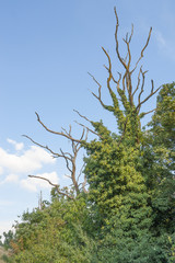 Fototapeta premium overgrown dead trees