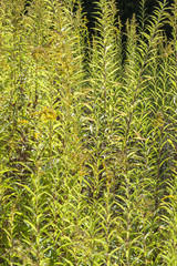 lots of green leaves