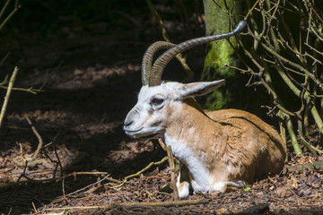 Resting goitered gazella