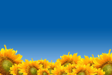 Fototapeta premium Sunflower 