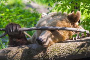 Lazy Bear