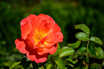 Colorful Rose in full boom