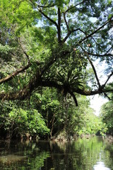 Guyane - Camp Cariacou - Août 2016