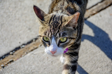 Close Up Outdoor Imposing Cat